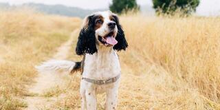 A happy dog with a black and white coat stands in a golden field, tongue out, enjoying a sunny day surrounded by nature.