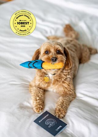 A playful dog holds a toy fish in its mouth, lying on a bed with a passport and an award sticker nearby.