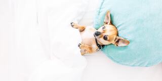 A small dog comfortably nestled under a blanket with a cozy turquoise pillow, looking playfully at the camera.