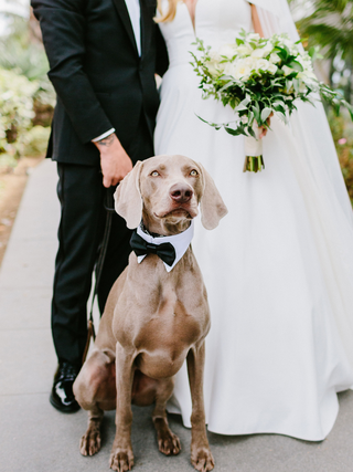 A couple in formal attire stands together, with a stylish dog in a bowtie sitting in front, adding charm to the scene.
