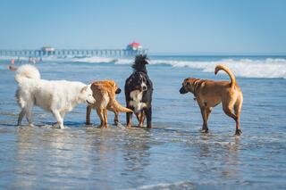 Four dogs play in the shallow ocean water, enjoying a sunny day at the beach with a pier and clear blue sky in the background.