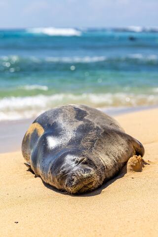 A resting Hawaiian monk seal enjoys the sun on a sandy beach, with gentle waves rolling in the background under a clear blue sky.