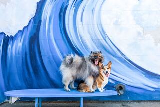 Two cheerful dogs, a fluffy gray one and a corgi, pose together on a blue bench in front of a vibrant wave mural.