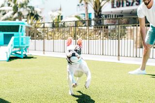 A playful French Bulldog runs joyfully on green grass, with a person nearby, set in a bright, sunny outdoor area.