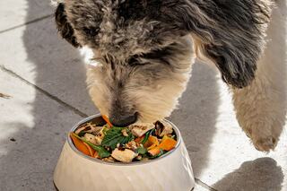 A fluffy dog eagerly enjoys a bowl of colorful food filled with vegetables and chicken on a sunny outdoor surface.