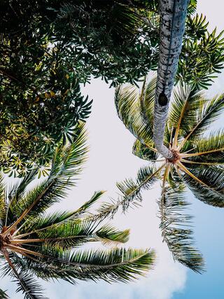 A view of tall palm trees reaches towards a bright sky, surrounded by lush greenery, creating a serene and tropical atmosphere.