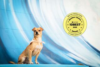 A charming dog sits proudly against a vibrant blue wave mural, showcasing its recognition as a top pet-friendly hotel.