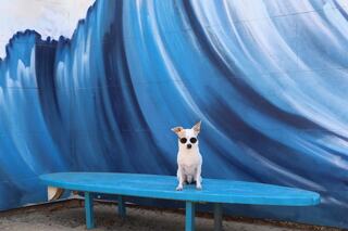 A stylish dog wearing sunglasses sits on a blue bench against a vibrant wave mural, exuding coolness and charm.