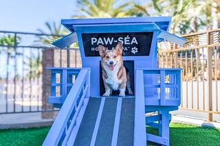 A cheerful corgi stands at the entrance of a vibrant blue doghouse, with palm trees in the background, ready for fun by the beach.