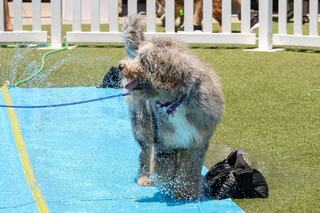 A fluffy dog stands on a blue mat, happily splashed with water from a sprinkler, enjoying a sunny day at a playful outdoor event.