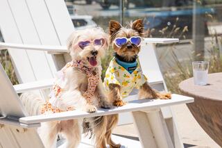 Two stylish dogs relax on a deck chair, wearing heart-shaped sunglasses and cute summer outfits, enjoying a sunny day.
