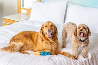 Two friendly dogs, a golden retriever and a small curly-haired dog, sit on a bed, both smiling and relaxed with a toy nearby.