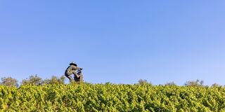 A person tends to a vineyard, surrounded by lush green vines under a clear blue sky, showcasing agricultural work in a serene landscape.
