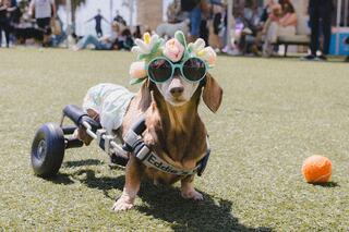 A stylish dachshund in sunglasses and a floral headpiece stands confidently on wheels, ready to enjoy playtime on green grass.